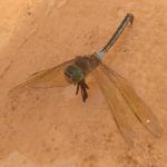 IMG_20230825_1306500182